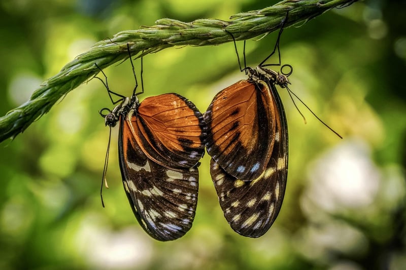 Exotic Pairings